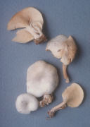 Clitocybe truncicola Mushroom