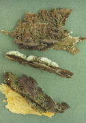 Hirschioporus abietinus Mushroom