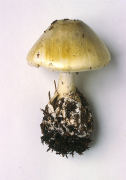 Amanita Phalloides3 Mushroom