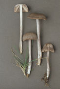 Nolanea farinolens2 Mushroom