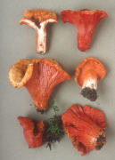 Hypomyces lactifluorum 2 Mushroom