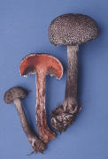 Strobilomyces confusus Mushroom