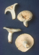 Lactarius piperatus Mushroom