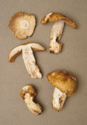Russula foetens Mushroom