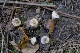 Geastrum striatum Mushroom