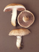 Agaricus littoralis Mushroom
