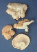 Hydnum repandum7 Mushroom