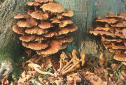 Pholiota squarrosa Mushroom