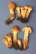 Cortinarius limonius4 Mushroom