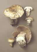 Agaricus vaporarius Mushroom