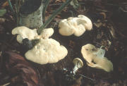 Hydnum repandum Mushroom