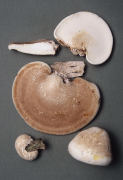 Piptoporus betulinus 2 Mushroom