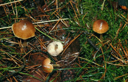 Entoloma cetratum 1 Mushroom