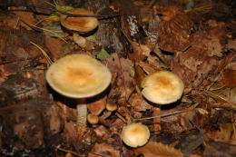 Hebeloma radicosum 6 Mushroom