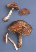 Agaricus subrutilescens2 Mushroom