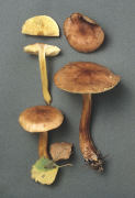 Tricholoma fulvum2 Mushroom
