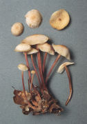 Collybia erythropus Mushroom