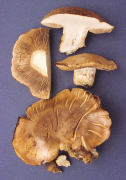 Cortinarius crassus Mushroom