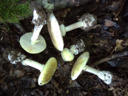 Amanita phalloides 5 Mushroom