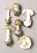 Amanita phalloides Mushroom
