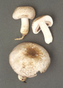 Agaricus bresadolianus Mushroom