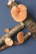 Polyporus alveolaris2 Mushroom