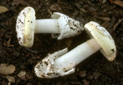 Amanita calyptrata Mushroom