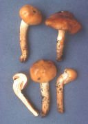 Cortinarius arvinaceus Mushroom