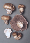 Agaricus vaporarius2 Mushroom