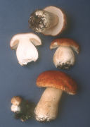 Boletus edulis 8 Mushroom