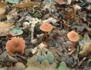 Laccaria laccata F2 Mushroom