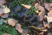 Craterellus cornicupoidesF Mushroom