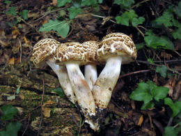 Agaricus bohusii  2 Mushroom