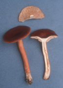 Lactarius rufus var parvus Mushroom