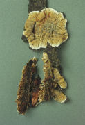Stereum gausapatum2 Mushroom