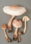 Lepiota americana2 Mushroom