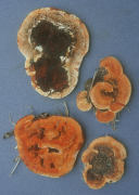 Gloeophyllum sepiarium Mushroom