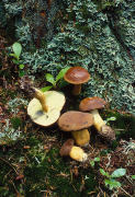 Boletus badius 3 Mushroom