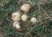 Calocybe gambosa Mushroom