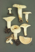 Lactarius piperatus 2 Mushroom