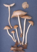 Marasmius cystidiosus Mushroom