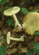 Amanita phalloides 2 field Mushroom