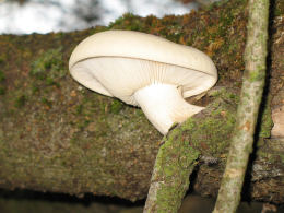 Hypsizygus Buma-shimeji