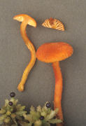Hygrocybe miniatus2 Mushroom