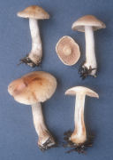 Hebeloma crustuliniforme Mushroom