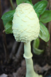 Leucocoprinus birnbaumii Mushroom