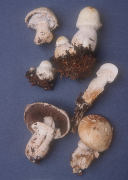Agaricus arvensis2 Mushroom