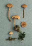 Flocculina granulosa Mushroom