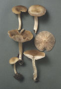 Nolanea lucida3 Mushroom