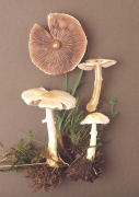 Agaricus comtulus Mushroom